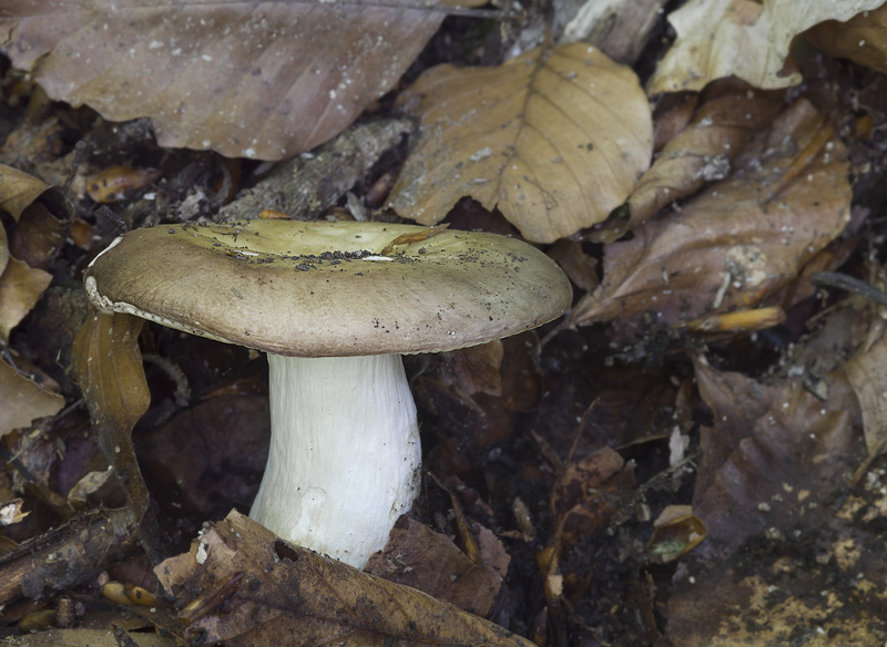 Russula faginea